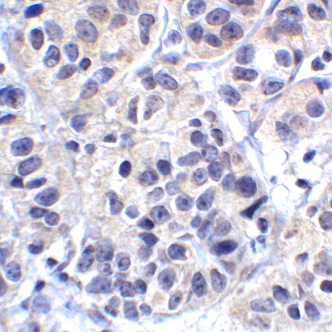 VISTA Antibody [8E11]