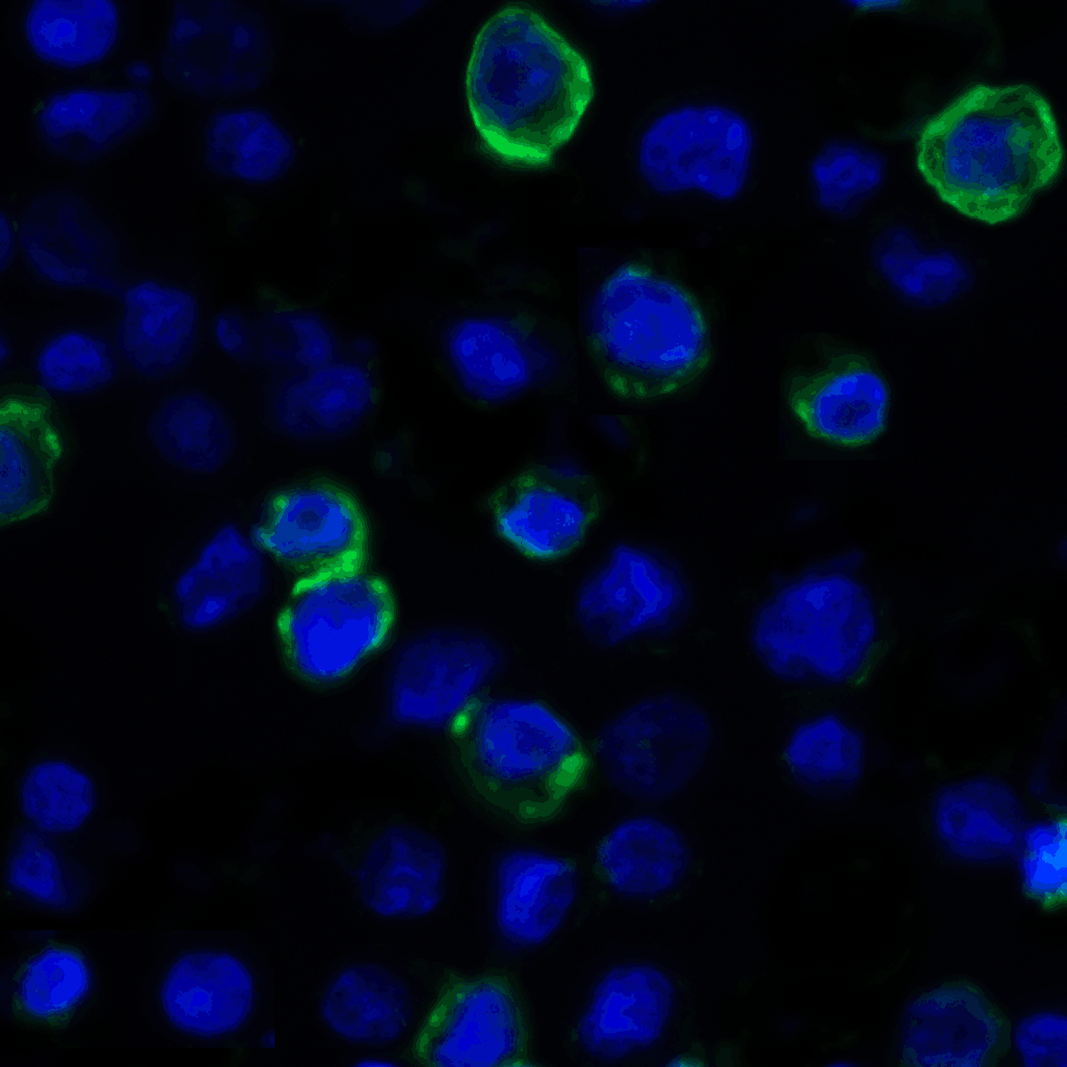 VISTA Antibody [9E4]