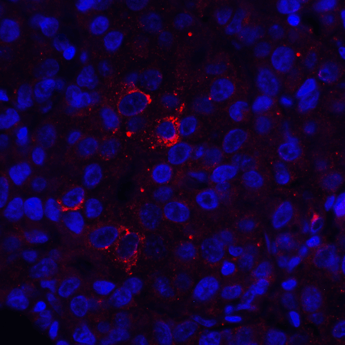 VISTA Antibody [9E4]
