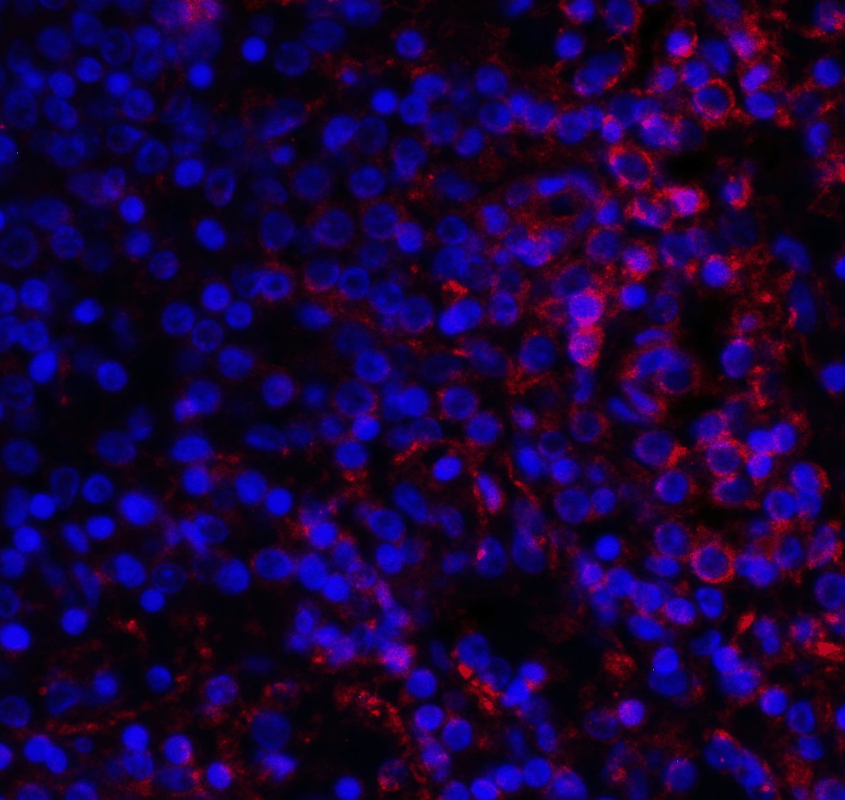 VISTA Antibody [9E4]