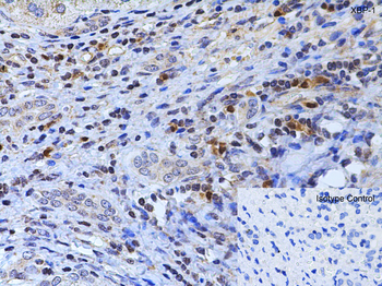 XBP-1 Antibody