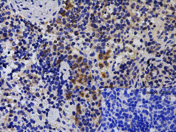 XBP-1 Antibody