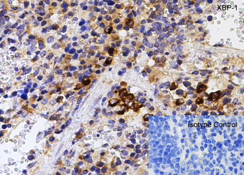 XBP-1 Antibody