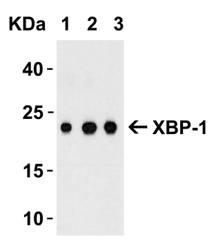 XBP1 Antibody
