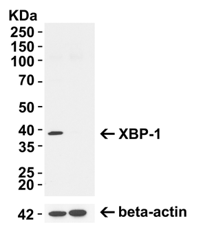 XBP-1 Antibody