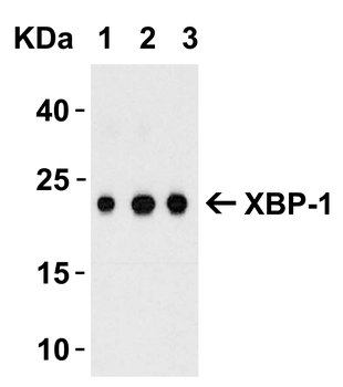 XBP-1 Antibody