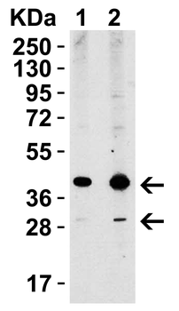 XBP-1 Antibody