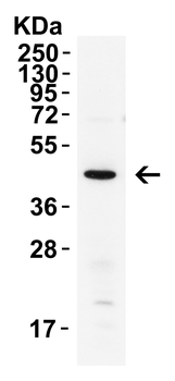 XBP-1 Antibody