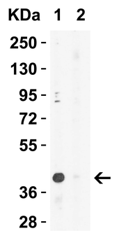 XBP-1 Antibody