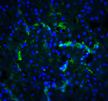 XBP-1 Antibody