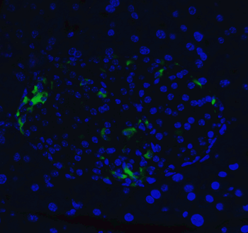 XBP-1 Antibody