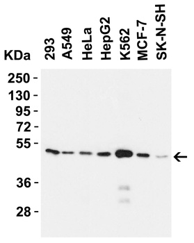 SLC39A7 Antibody