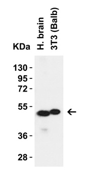 SLC39A7 Antibody