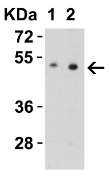 SLC39A7 Antibody