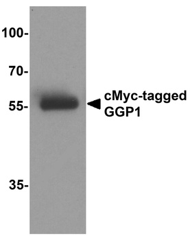 cMyc-tag Antibody