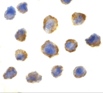 EIF4EBP1 Antibody