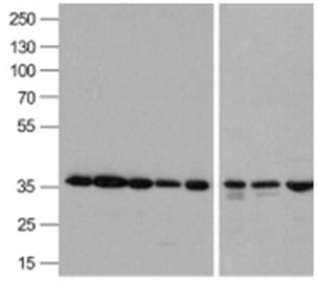 GAPDH Antibody