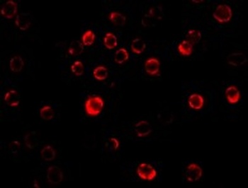 GAPDH Antibody