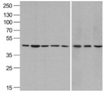 ACTB Antibody