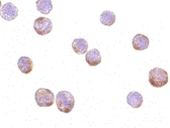ACTB Antibody