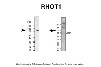 RHOT1 Antibody