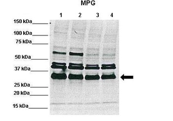 MPG Antibody