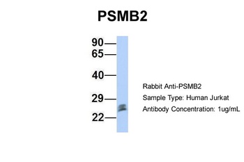 PSMB2 Antibody