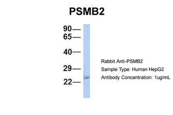 PSMB2 Antibody