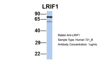 LRIF1 Antibody