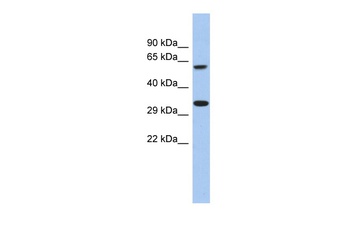 FAM26A Antibody