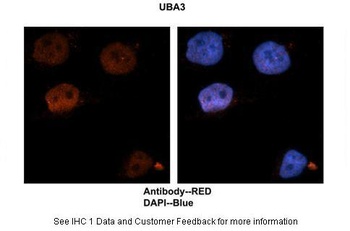 UBA3 Antibody