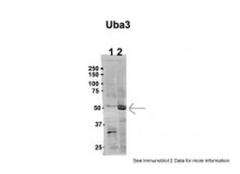 UBA3 Antibody
