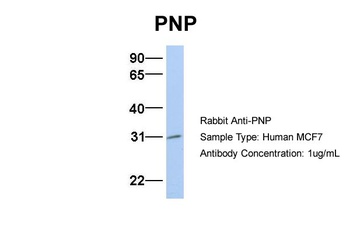PNP Antibody