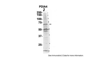 PDIA4 Antibody