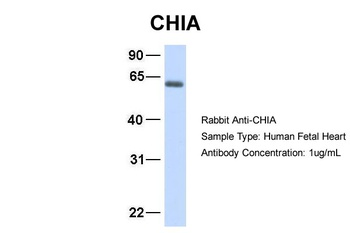 CHIA Antibody