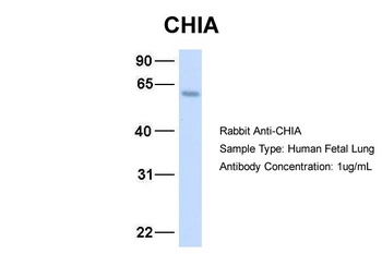 CHIA Antibody