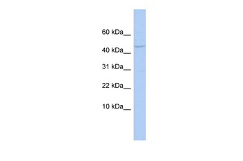APOBEC3F Antibody