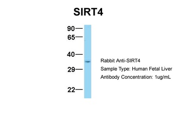 SIRT4 Antibody