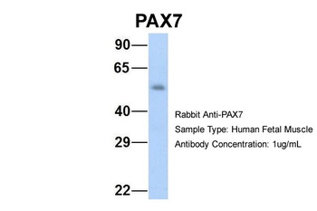 PAX7 Antibody