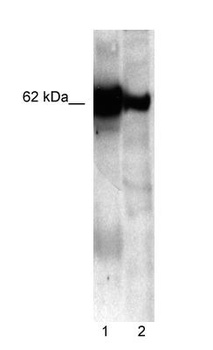 NUCB1 Antibody