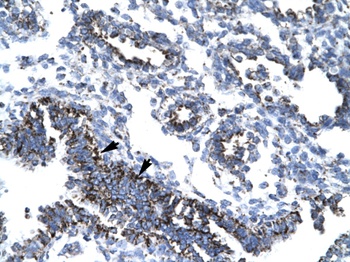 TAF7 Antibody