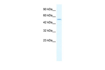 IRF8 Antibody