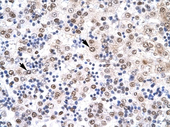 IRF8 Antibody