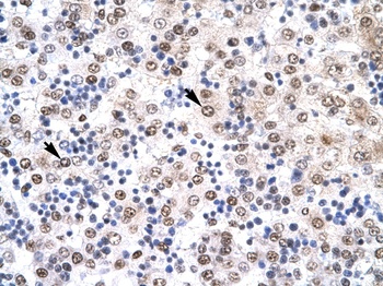 IRF8 Antibody