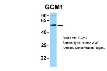 GCM1 Antibody