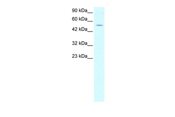 EVX1 Antibody