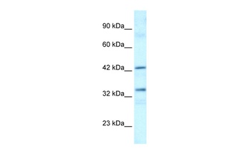 TAF1A Antibody