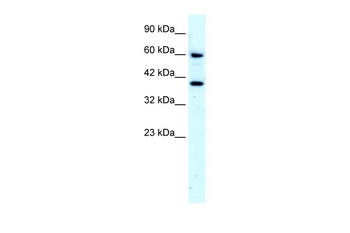 RORA Antibody