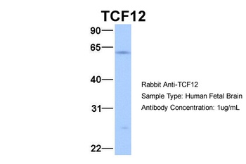 TCF12 Antibody