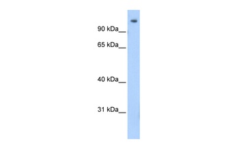 ZEB1 Antibody